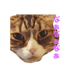 猫マロンちゃんスタンプ（個別スタンプ：7）