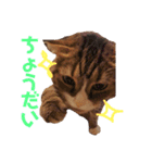 猫マロンちゃんスタンプ（個別スタンプ：8）