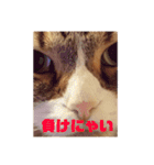 猫マロンちゃんスタンプ（個別スタンプ：9）