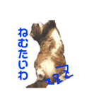 猫マロンちゃんスタンプ（個別スタンプ：10）