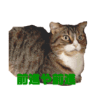 猫マロンちゃんスタンプ（個別スタンプ：11）
