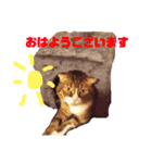 猫マロンちゃんスタンプ（個別スタンプ：12）