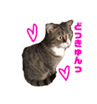 猫マロンちゃんスタンプ（個別スタンプ：13）