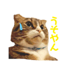 猫マロンちゃんスタンプ（個別スタンプ：14）