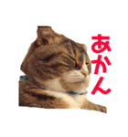 猫マロンちゃんスタンプ（個別スタンプ：15）