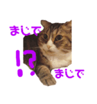 猫マロンちゃんスタンプ（個別スタンプ：16）