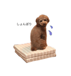 こどもと犬（個別スタンプ：16）
