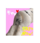 ぶりさんの日常（個別スタンプ：11）