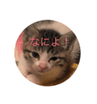 ちるどれんコマムギ（個別スタンプ：4）
