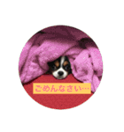 MIX犬のサスケ（個別スタンプ：1）