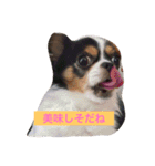 MIX犬のサスケ（個別スタンプ：2）
