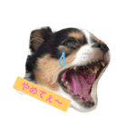 MIX犬のサスケ（個別スタンプ：3）