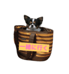 MIX犬のサスケ（個別スタンプ：4）