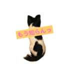 MIX犬のサスケ（個別スタンプ：5）