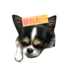 MIX犬のサスケ（個別スタンプ：6）
