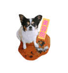 MIX犬のサスケ（個別スタンプ：7）