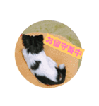MIX犬のサスケ（個別スタンプ：8）