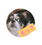 MIX犬のサスケ（個別スタンプ：9）