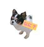 MIX犬のサスケ（個別スタンプ：10）