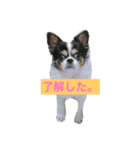 MIX犬のサスケ（個別スタンプ：11）