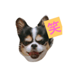 MIX犬のサスケ（個別スタンプ：12）