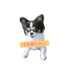 MIX犬のサスケ（個別スタンプ：13）