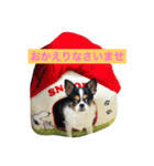 MIX犬のサスケ（個別スタンプ：14）