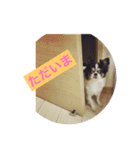 MIX犬のサスケ（個別スタンプ：15）