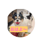 MIX犬のサスケ（個別スタンプ：16）