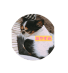 MIX犬のサスケ（個別スタンプ：17）