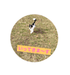 MIX犬のサスケ（個別スタンプ：18）