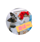 MIX犬のサスケ（個別スタンプ：19）