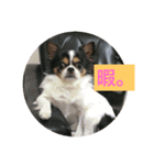 MIX犬のサスケ（個別スタンプ：20）
