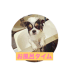 MIX犬のサスケ（個別スタンプ：23）