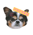 MIX犬のサスケ（個別スタンプ：24）