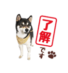 柴犬〜ゆる黒柴だいちゃん〜（個別スタンプ：3）