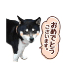 柴犬〜ゆる黒柴だいちゃん〜（個別スタンプ：6）