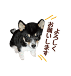 柴犬〜ゆる黒柴だいちゃん〜（個別スタンプ：7）