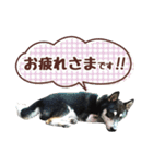 柴犬〜ゆる黒柴だいちゃん〜（個別スタンプ：8）