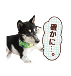 柴犬〜ゆる黒柴だいちゃん〜（個別スタンプ：15）