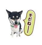 柴犬〜ゆる黒柴だいちゃん〜（個別スタンプ：16）