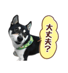 柴犬〜ゆる黒柴だいちゃん〜（個別スタンプ：19）