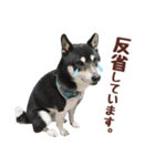 柴犬〜ゆる黒柴だいちゃん〜（個別スタンプ：22）