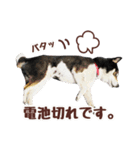 柴犬〜ゆる黒柴だいちゃん〜（個別スタンプ：23）