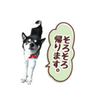 柴犬〜ゆる黒柴だいちゃん〜（個別スタンプ：24）