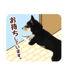 柴犬〜ゆる黒柴だいちゃん〜（個別スタンプ：26）