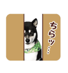 柴犬〜ゆる黒柴だいちゃん〜（個別スタンプ：29）