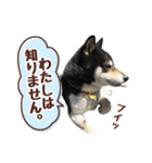 柴犬〜ゆる黒柴だいちゃん〜（個別スタンプ：32）