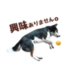 柴犬〜ゆる黒柴だいちゃん〜（個別スタンプ：33）