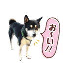 柴犬〜ゆる黒柴だいちゃん〜（個別スタンプ：37）